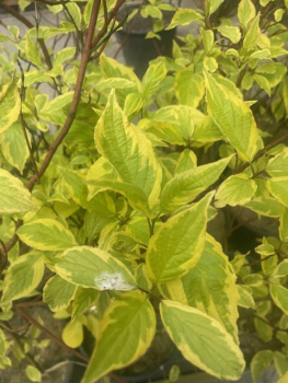 Gelbbunter Hartriegel (Cornus alba Gochaultii) Liefergröße: 30-50 cm im Co